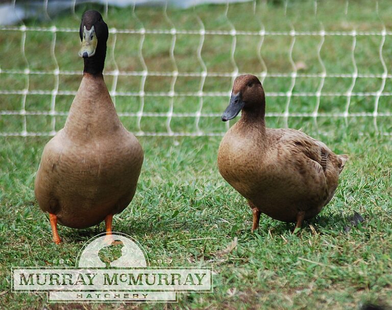 khaki-campbell-duck-breed-profile-backyard-poultry